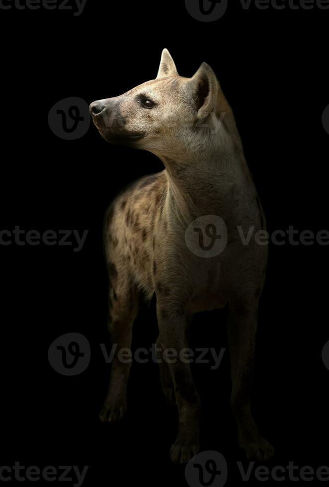 fläckig hyena i mörkret foto