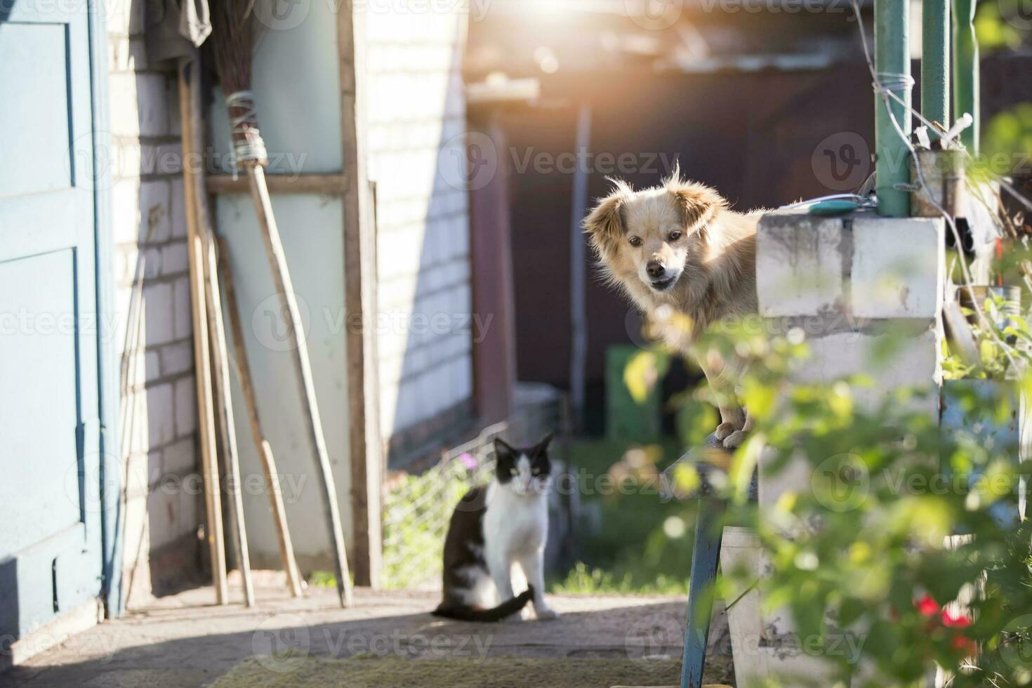 rolig by hund och katt på de veranda av de hus. foto