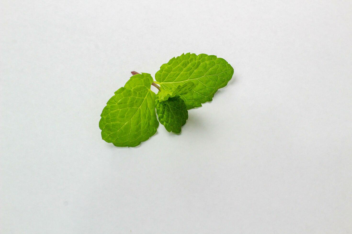färsk mynta blad isolerat på vit bakgrund. ört- blad. foto