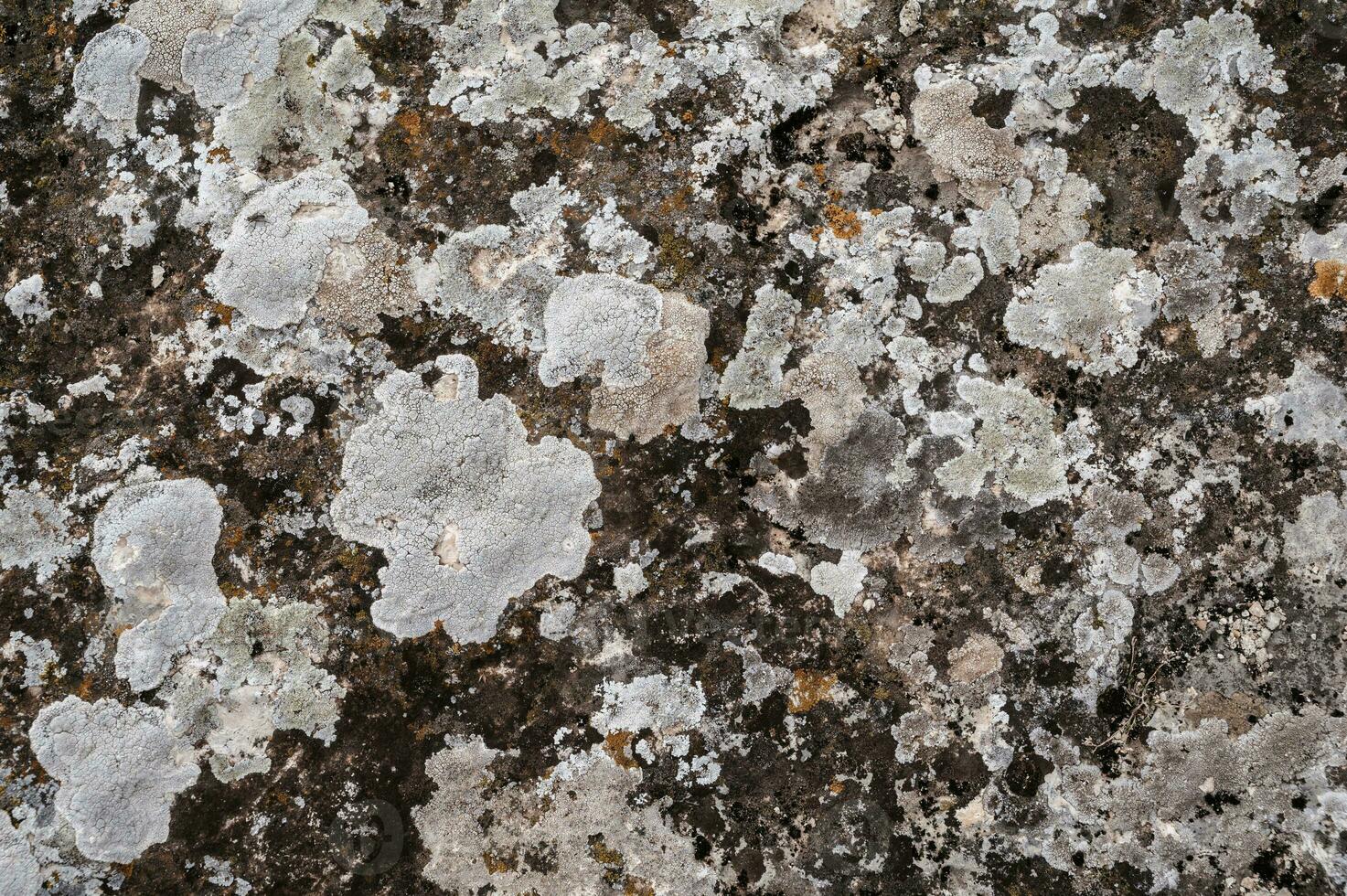 skala och fjällig lav växande på stenar som en naturlig bakgrund. mönster och textur. foto