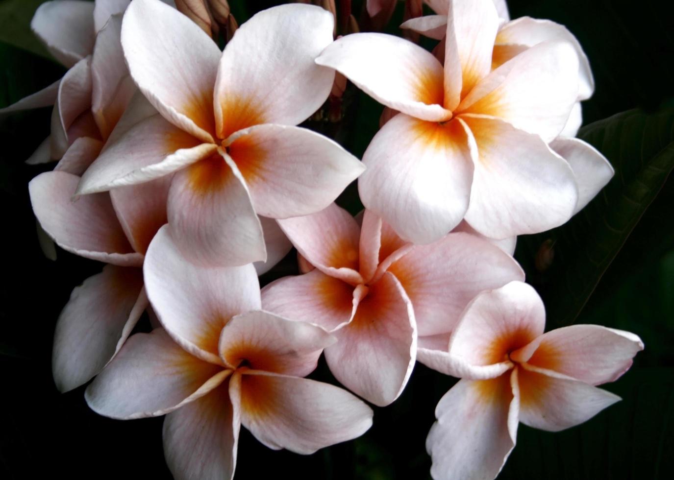 frangipani blomma eller leelawadee blomma foto