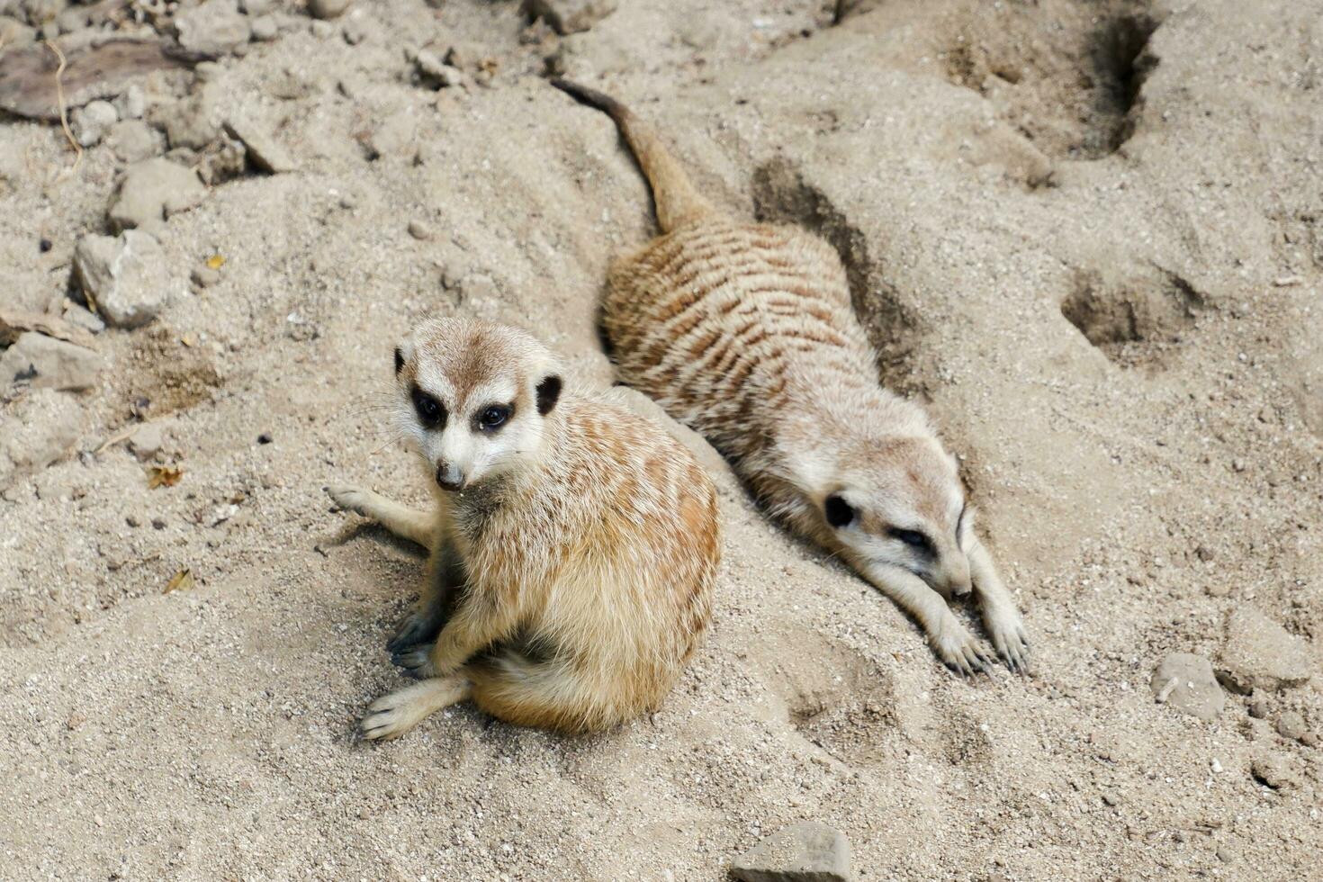 selektiv fokus av meerkats uppflugen i deras kapslingar i de eftermiddag. bra för utbilda barn handla om vild djur. foto