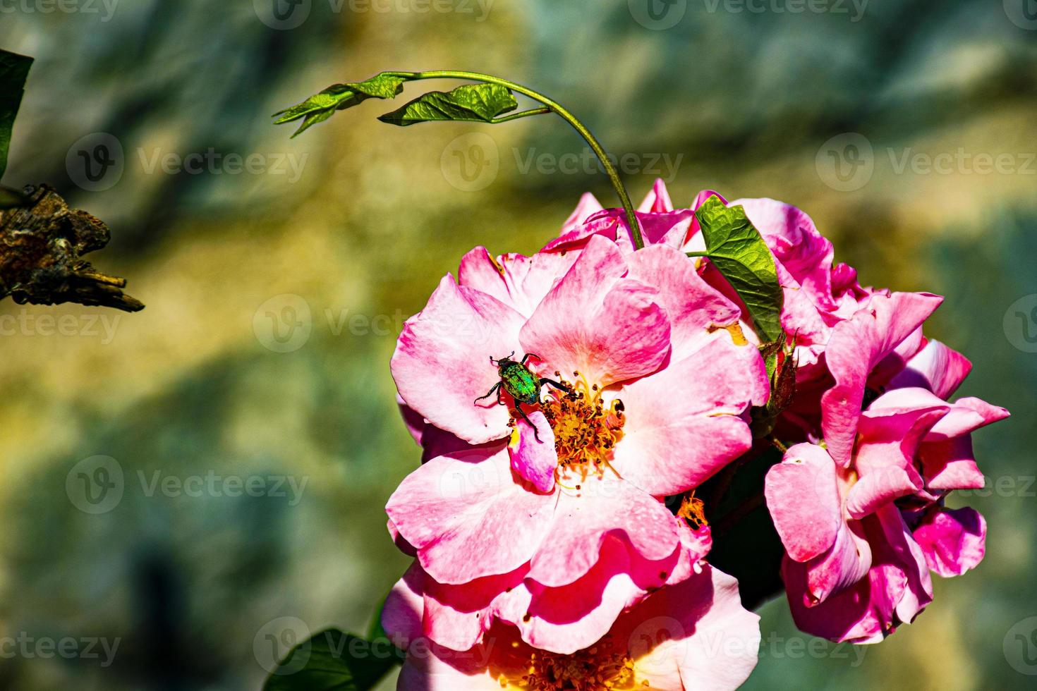 rosa ros och grön insekt foto