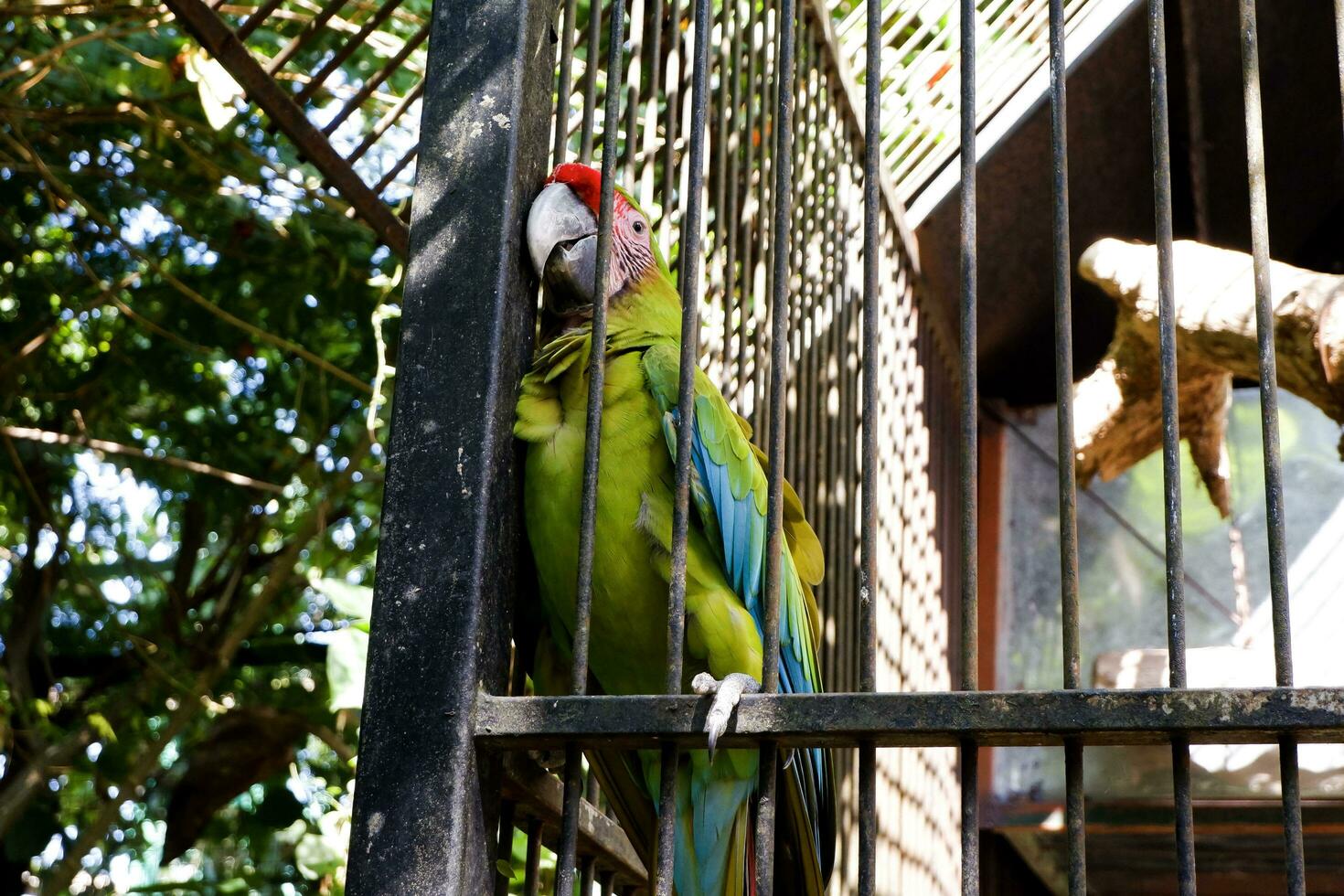 de selektiv fokus av buffon papegojor uppflugen på hans Hem torva i de eftermiddag. bra för utbilda barn handla om endangered fågel arter. foto