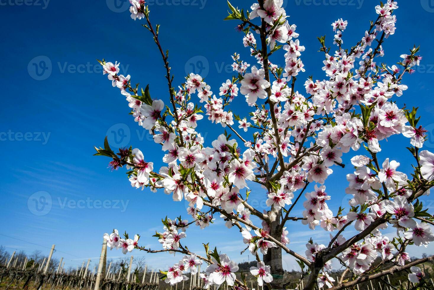 2023 03 18 valsanzibio prunus dulcis 4 foto