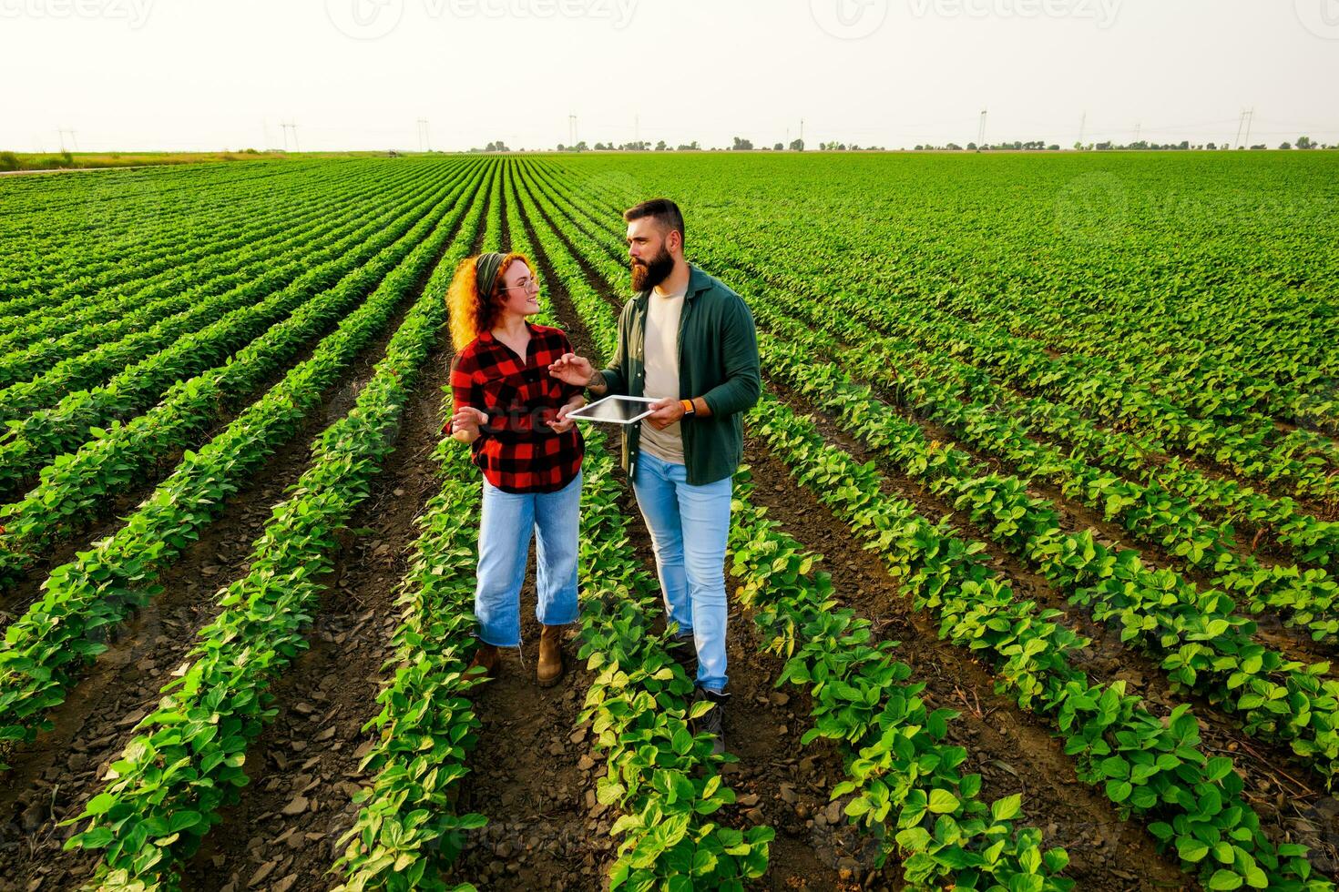familj jordbruks ockupation. man och kvinna är odla sojaböna. de är granskning de framsteg av växter. foto