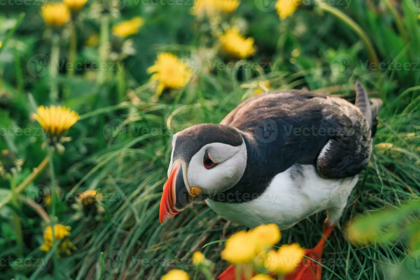 förtjusande atlanten lunnefågel fågel levande på de klippa med gul blomma förbi kustlinje i norr atlanten hav under sommar på borgarfjardarhofn, island foto