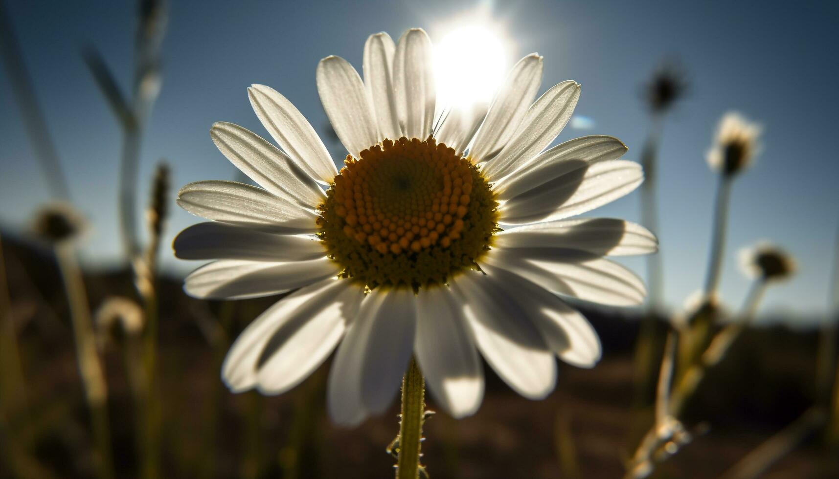 vibrerande kamomill växt blommar i lugn äng på solnedgång genererad förbi ai foto