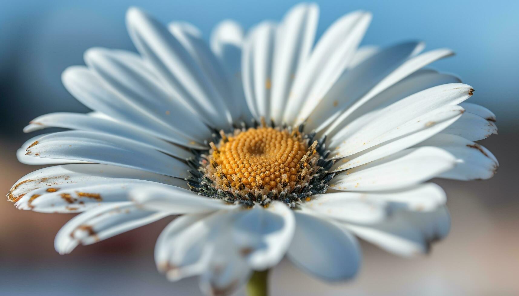 vibrerande kamomill blomma i ouppodlad äng, lockar insekt pollinatorer genererad förbi ai foto