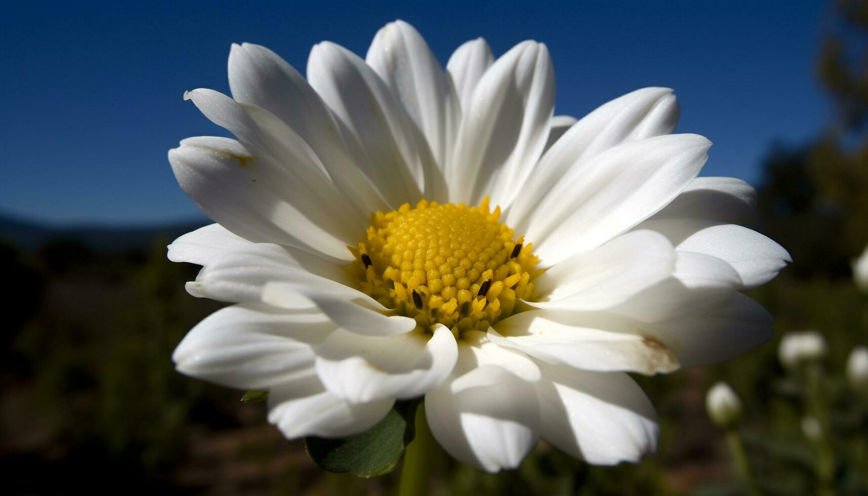 vibrerande gul kamomill blomma i grön äng under sommar solljus genererad förbi ai foto