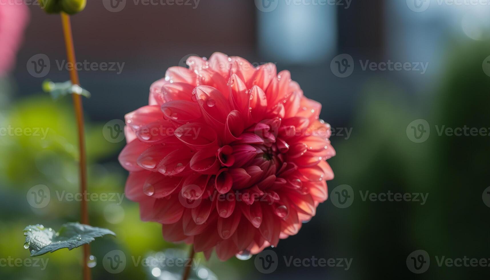 vibrerande dahlia blomma i formell trädgård, våt med dagg droppar genererad förbi ai foto