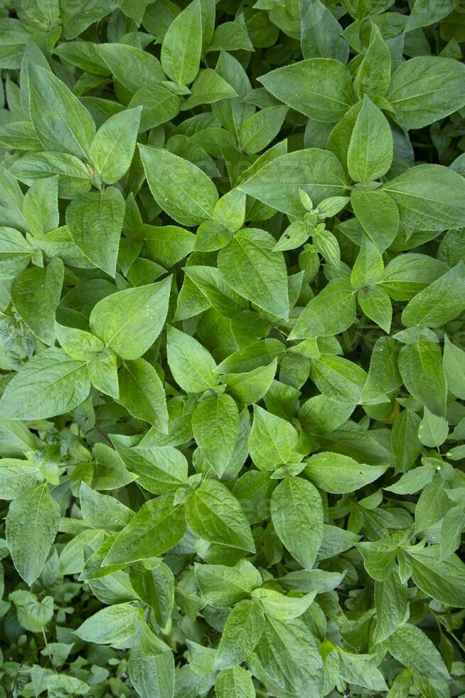 naturlig se de texturerad bakgrund av de växtens grön blad foto