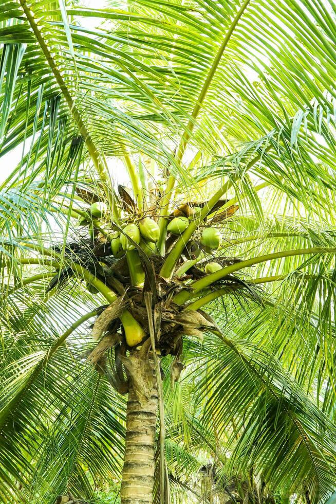 kokos träd i de trädgård, sri lanka, Asien. foto