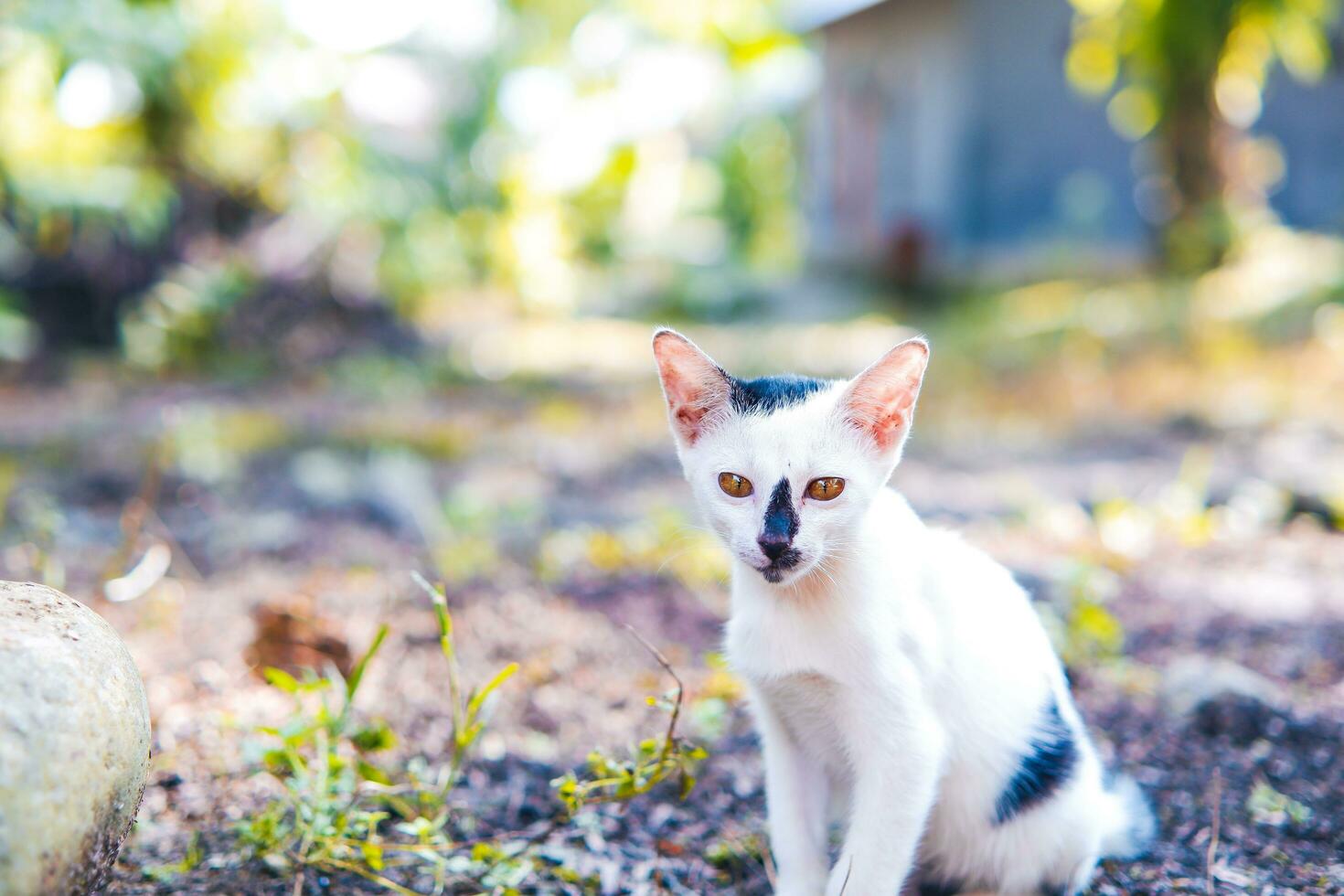 söt liten vit fluffig inhemsk kattunge på en suddig bakgrund foto