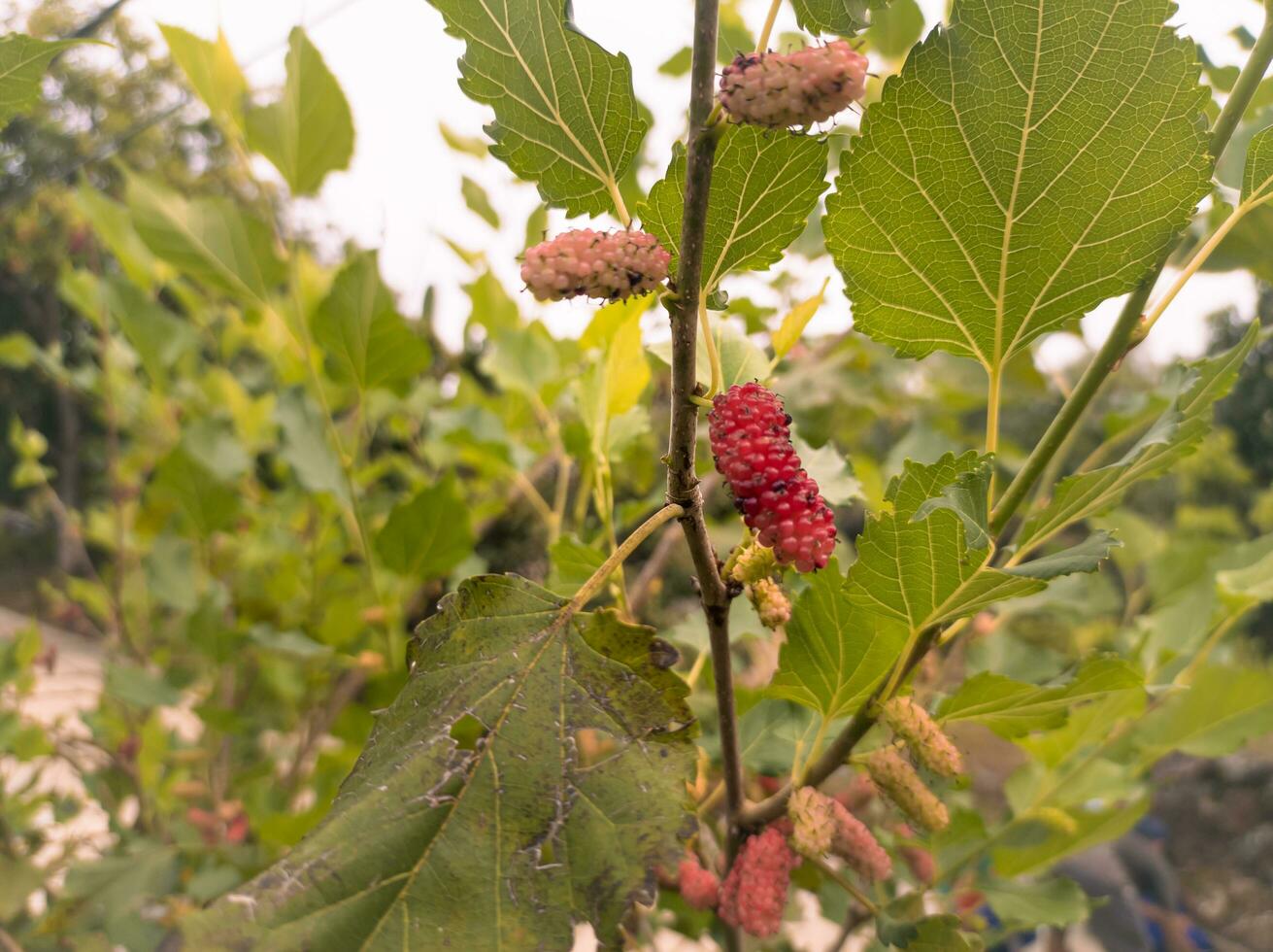 mullbär frukt växter med löv bakgrund foto