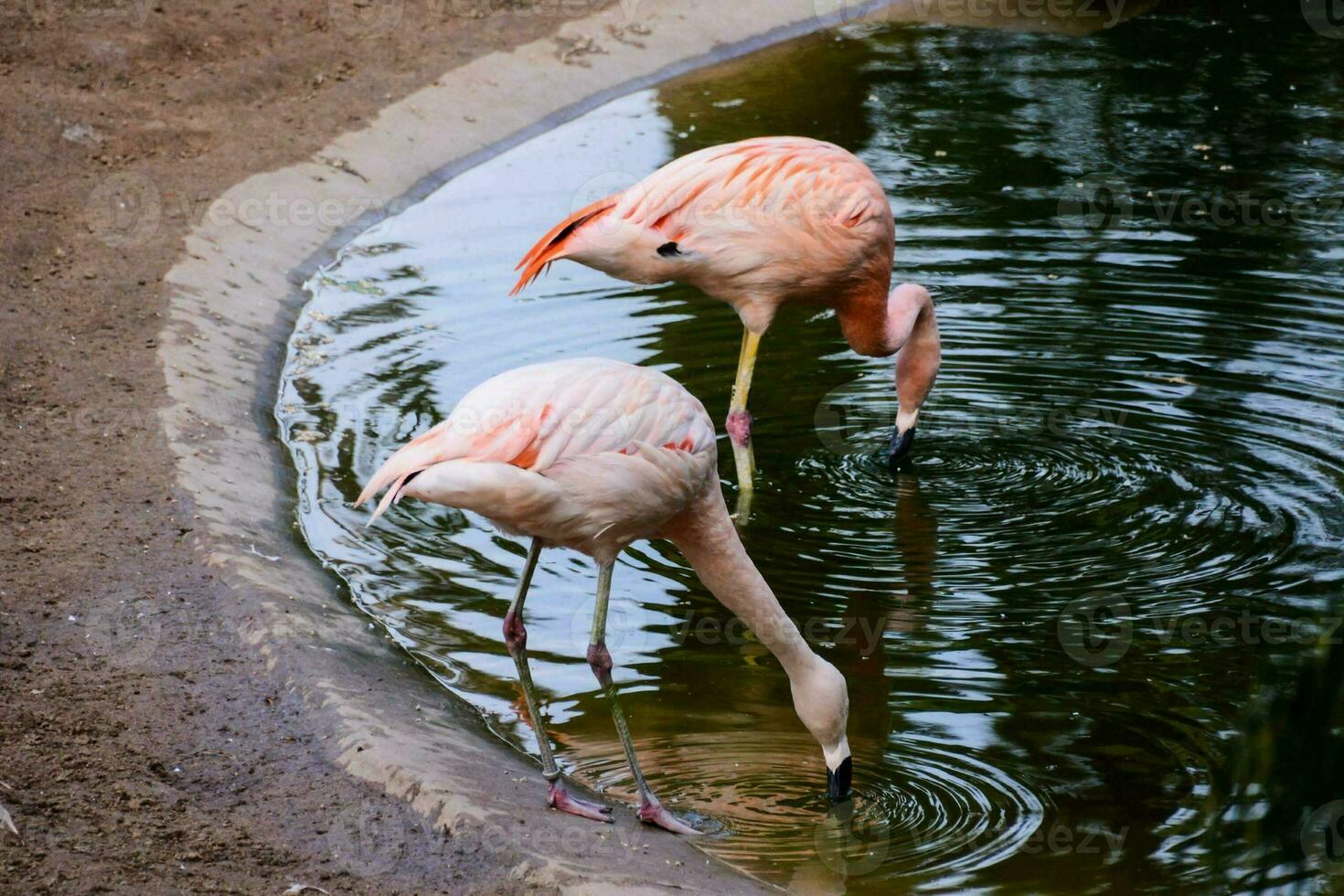 skön rosa flamingos foto