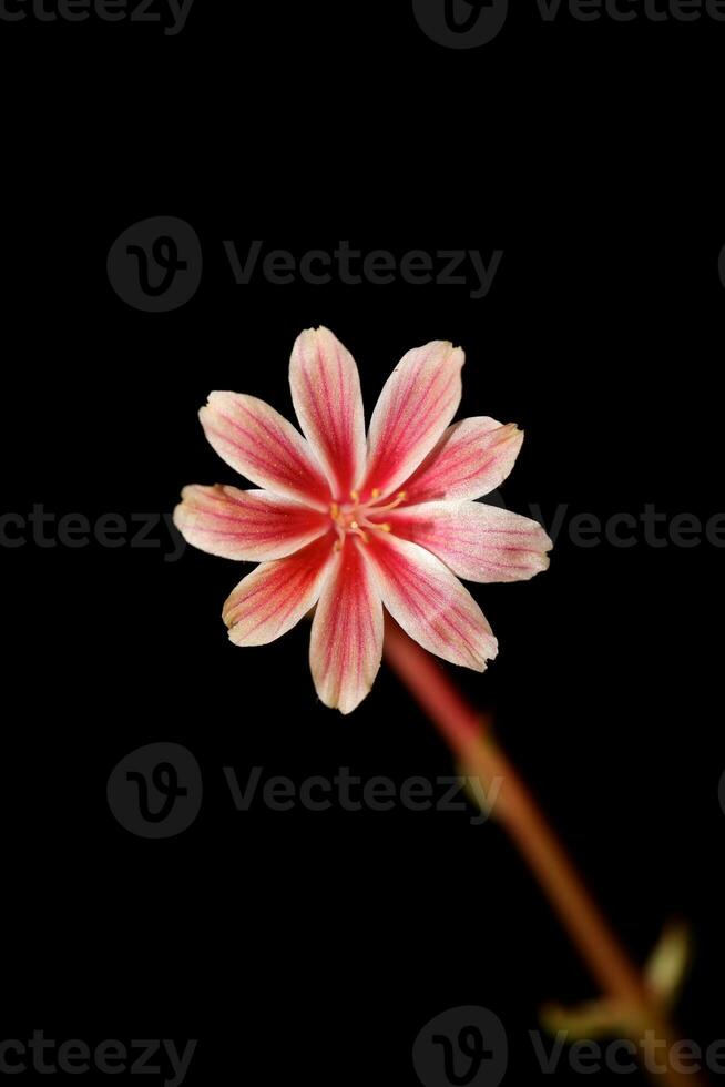 skön rosa blomma sommar blomstrande stänga upp botanisk bakgrund Lewisia leeana familj montiaceae stor storlek hög kvalitet modern omedelbar skriva ut foto