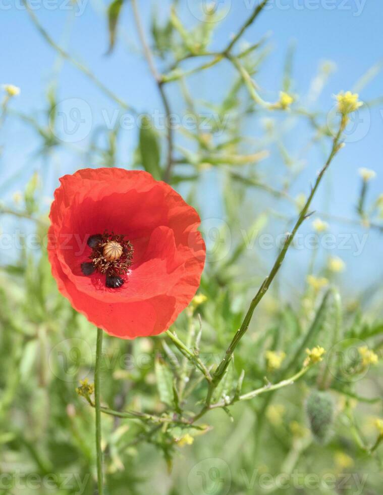 vallmo blomma i sädesfält. röd kronblad i grön fält. lantbruk på de vid vägkanten. foto