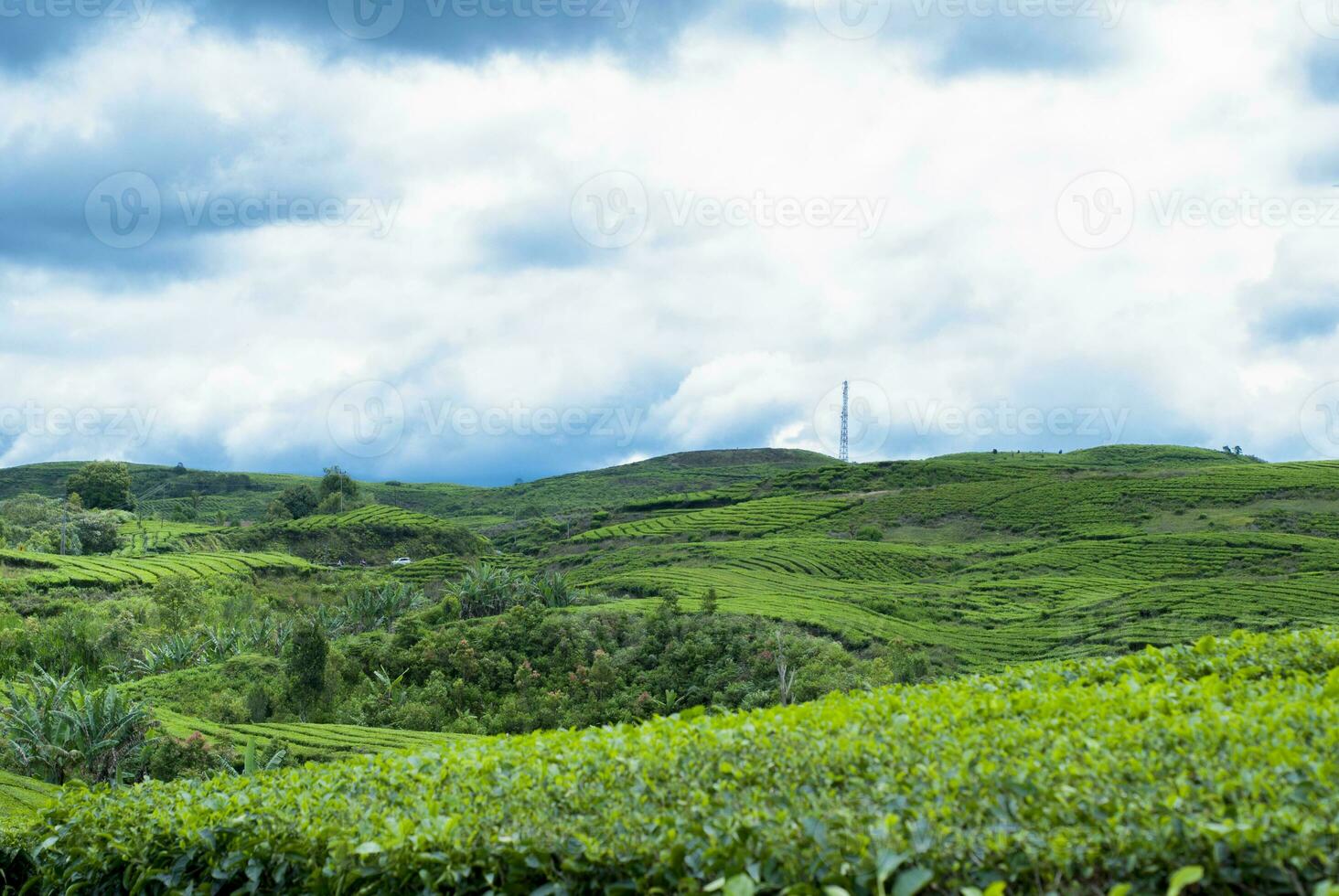 te trädgård i de område av montera kerinci, jambi, indonesien foto