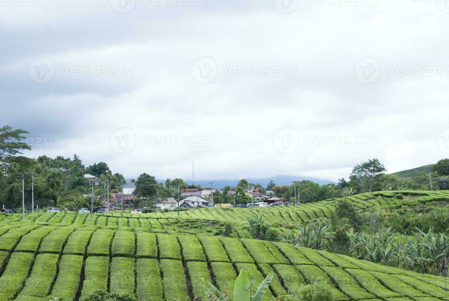 te trädgård i de område av montera kerinci, jambi, indonesien foto