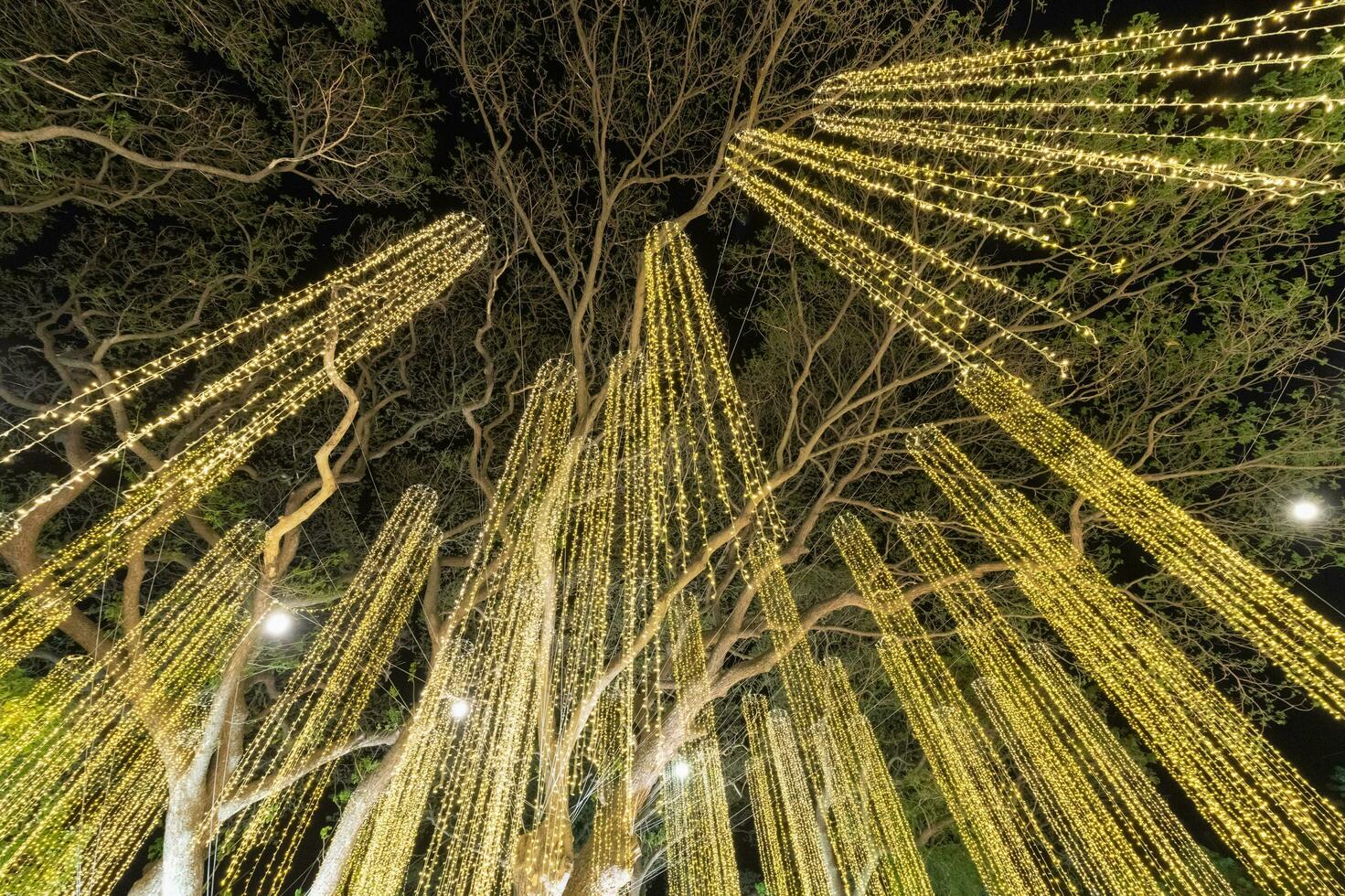 belysning i natt på stor träd på kung narai palats foto