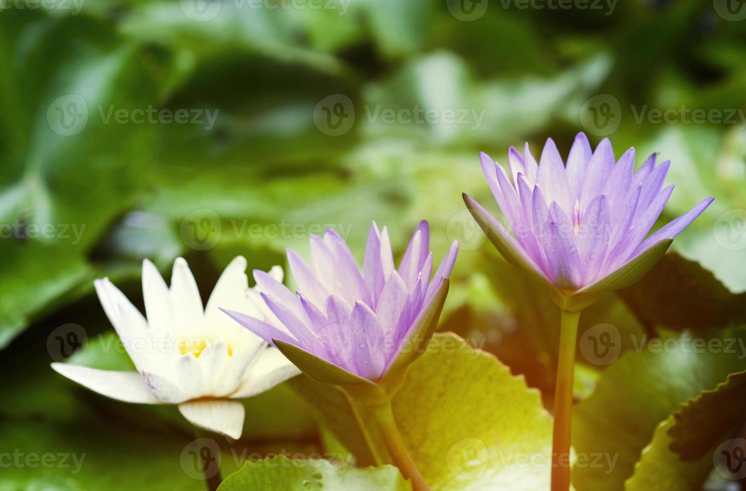 violetta och vita lotusblommor med gröna blad i dammen foto