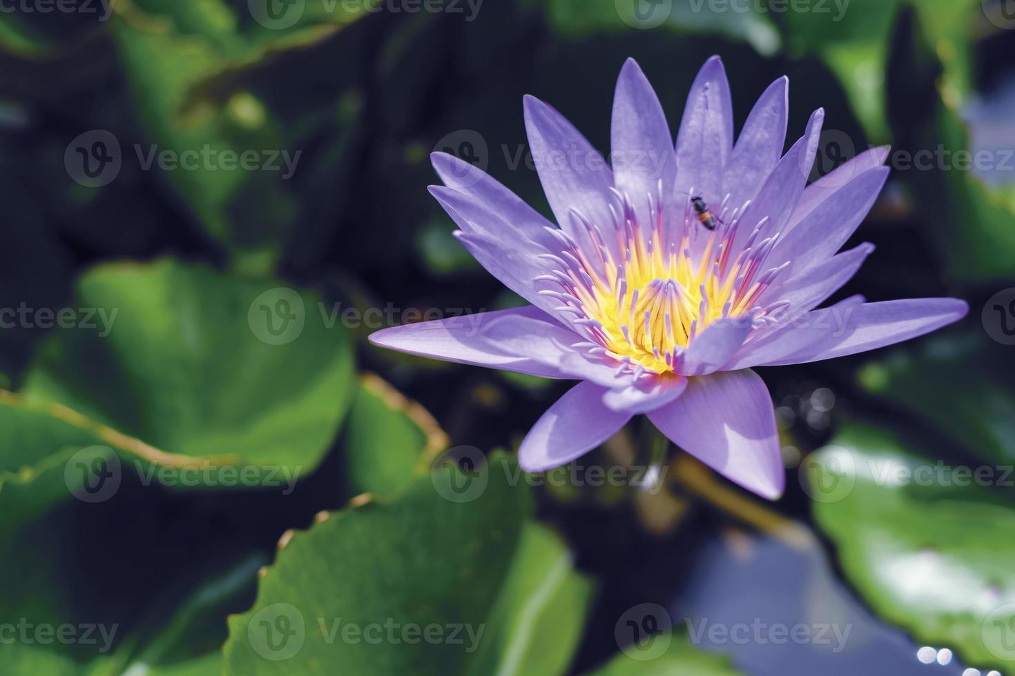 violett lotusblomma med gröna blad i dammen foto