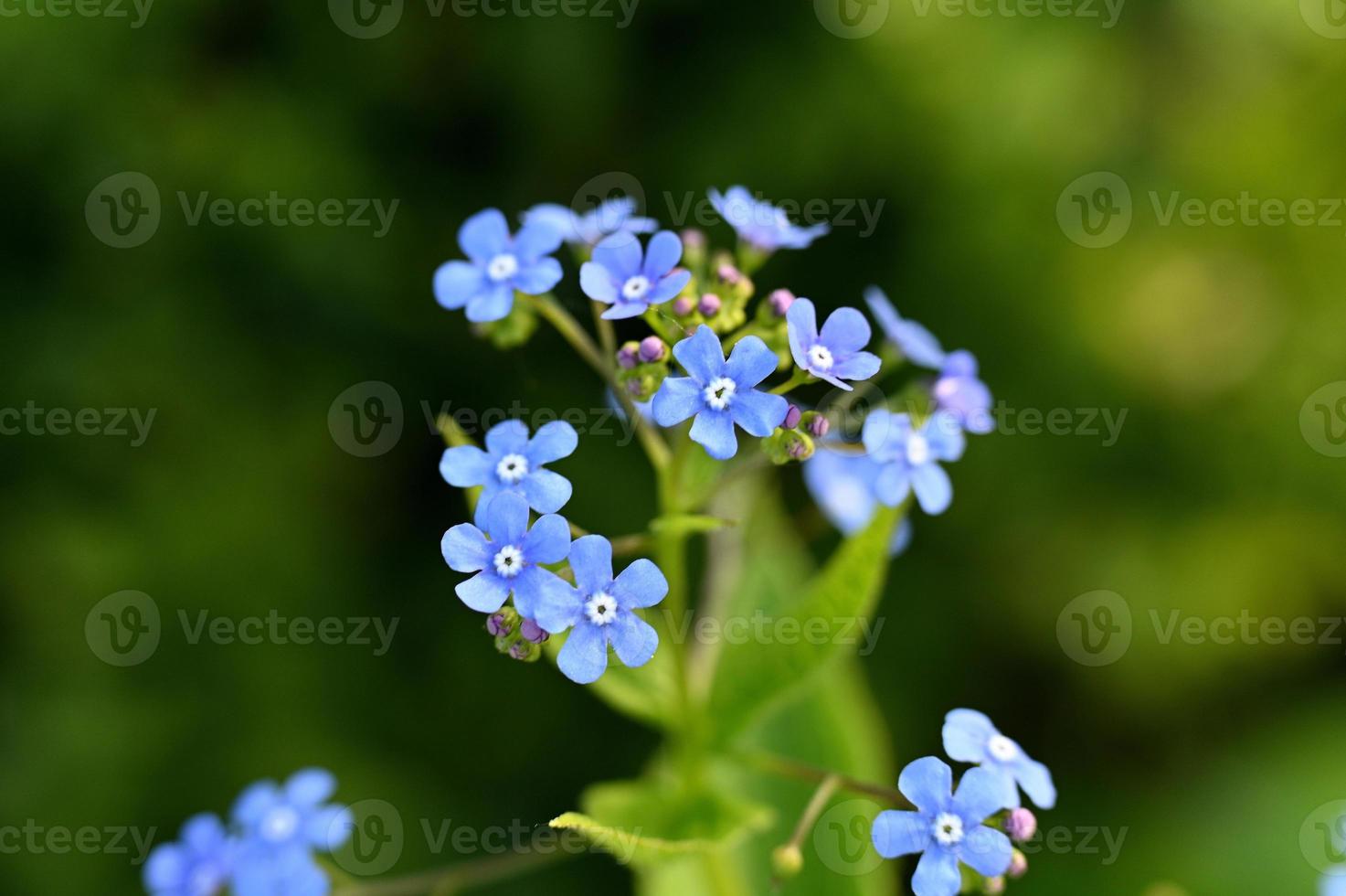 ljusblå små blommablommor foto