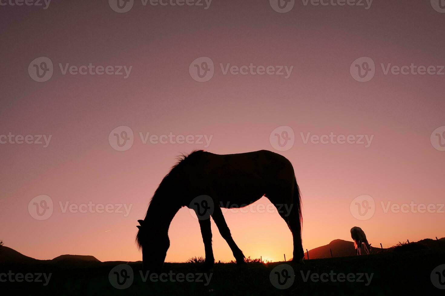 häst silhuett i de landsbygden och skön solnedgång bakgrund foto