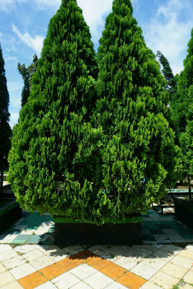 Foto av två ljus grön vintergröna trefoto av två ljus grön vintergröna träd, mot en blå himmel . dacrydium , thuja orientalis