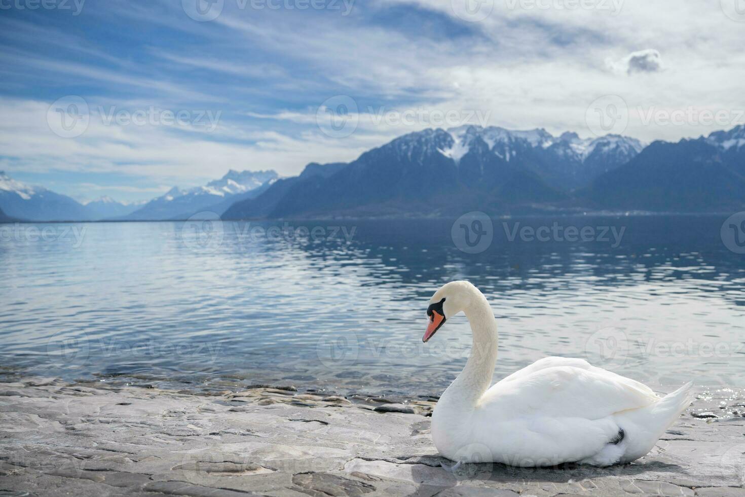 vit svanar på sjö Genève i vevey, schweiz. foto