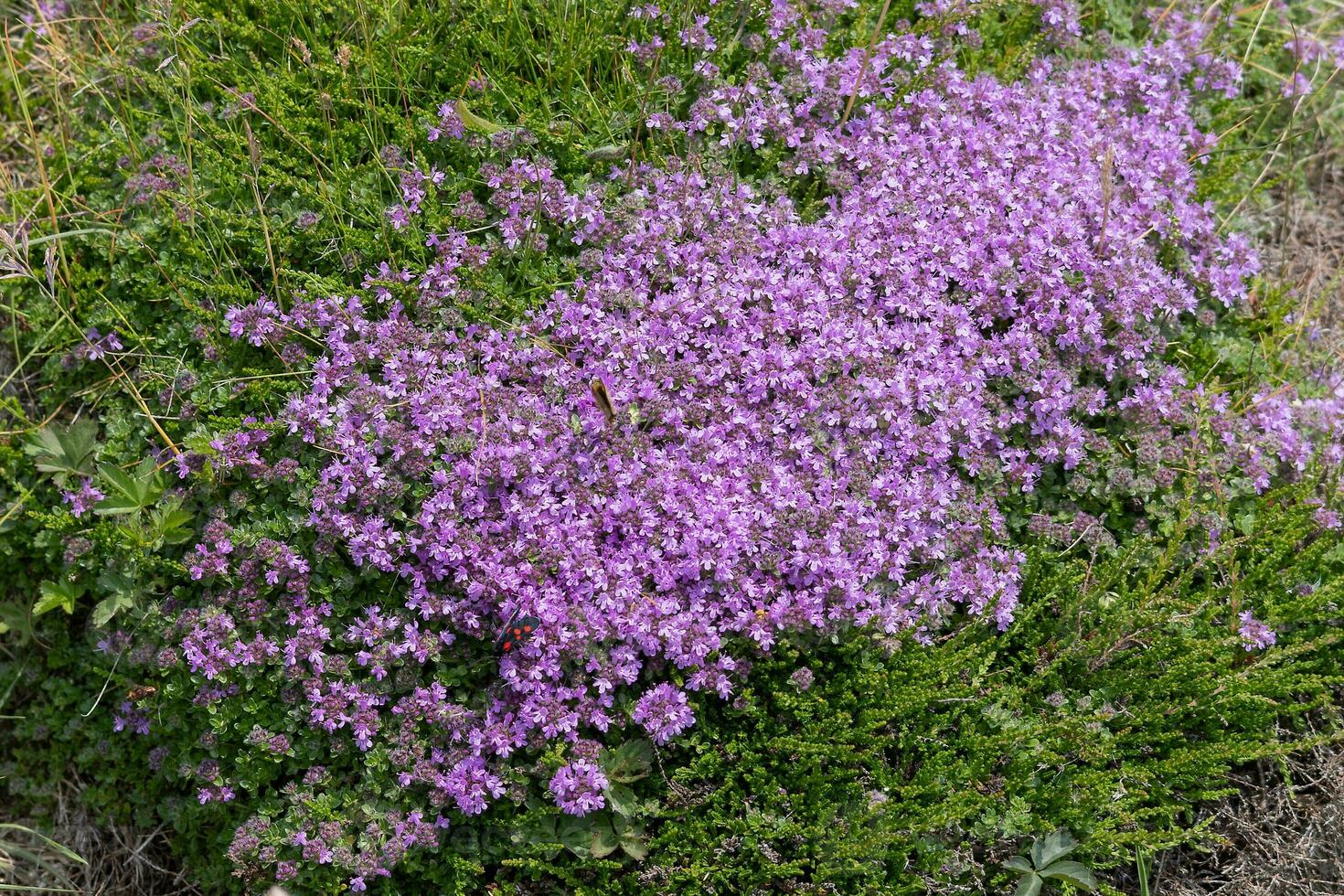 krypande timjan, bräss praecox opiz, blommande nära padstow i cornwall foto