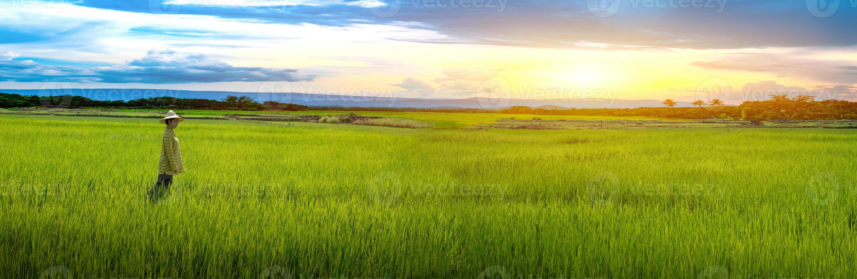 kvinna bonde står ser gröna ris plantor i en risfält med vacker himmel och moln foto