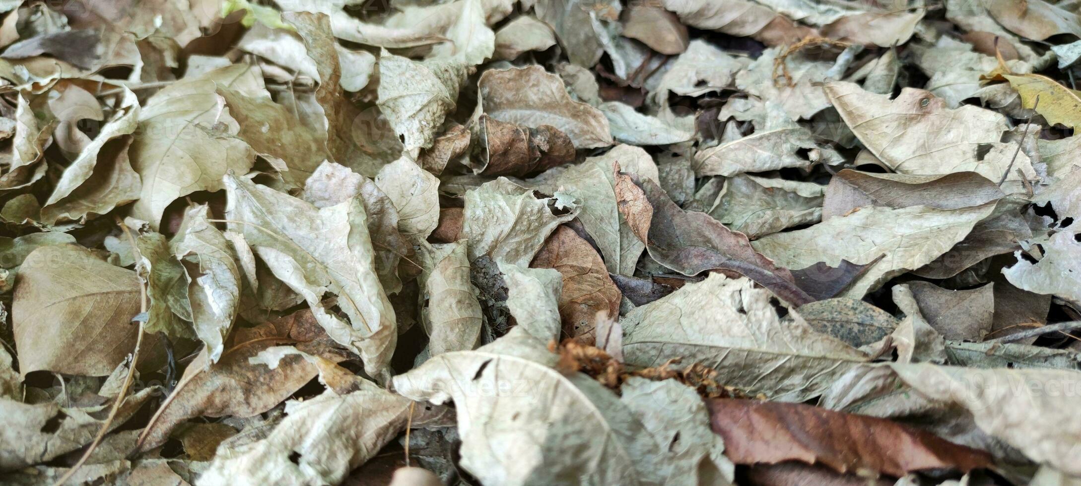 brun löv falla på de skog golv under höst. bakgrund av torr brun leafs lögner staplade upp på de jord. foto