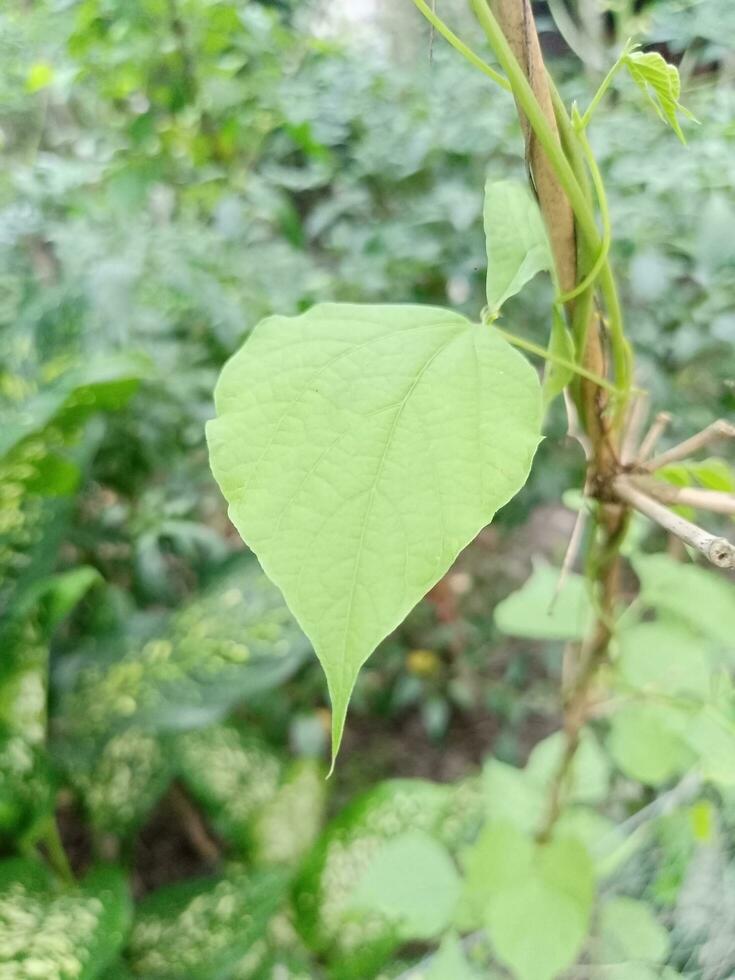 fint grönt blad foto