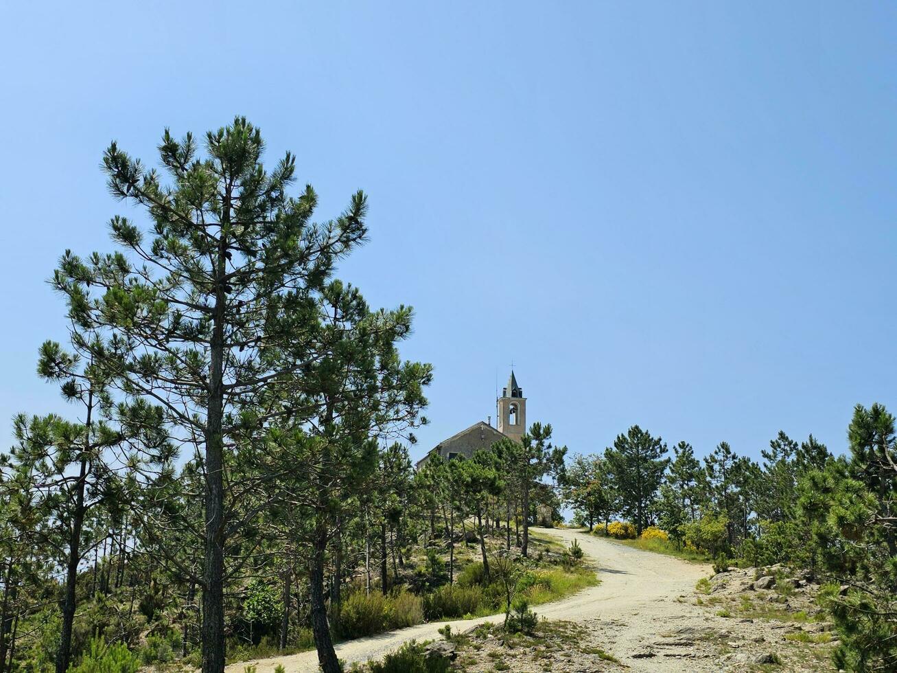 de medelhavs maquis, de typisk havs vegetation av de kuster vänd de medelhavs hav. i detta fall vi är talande handla om de italiensk kuster av liguria foto