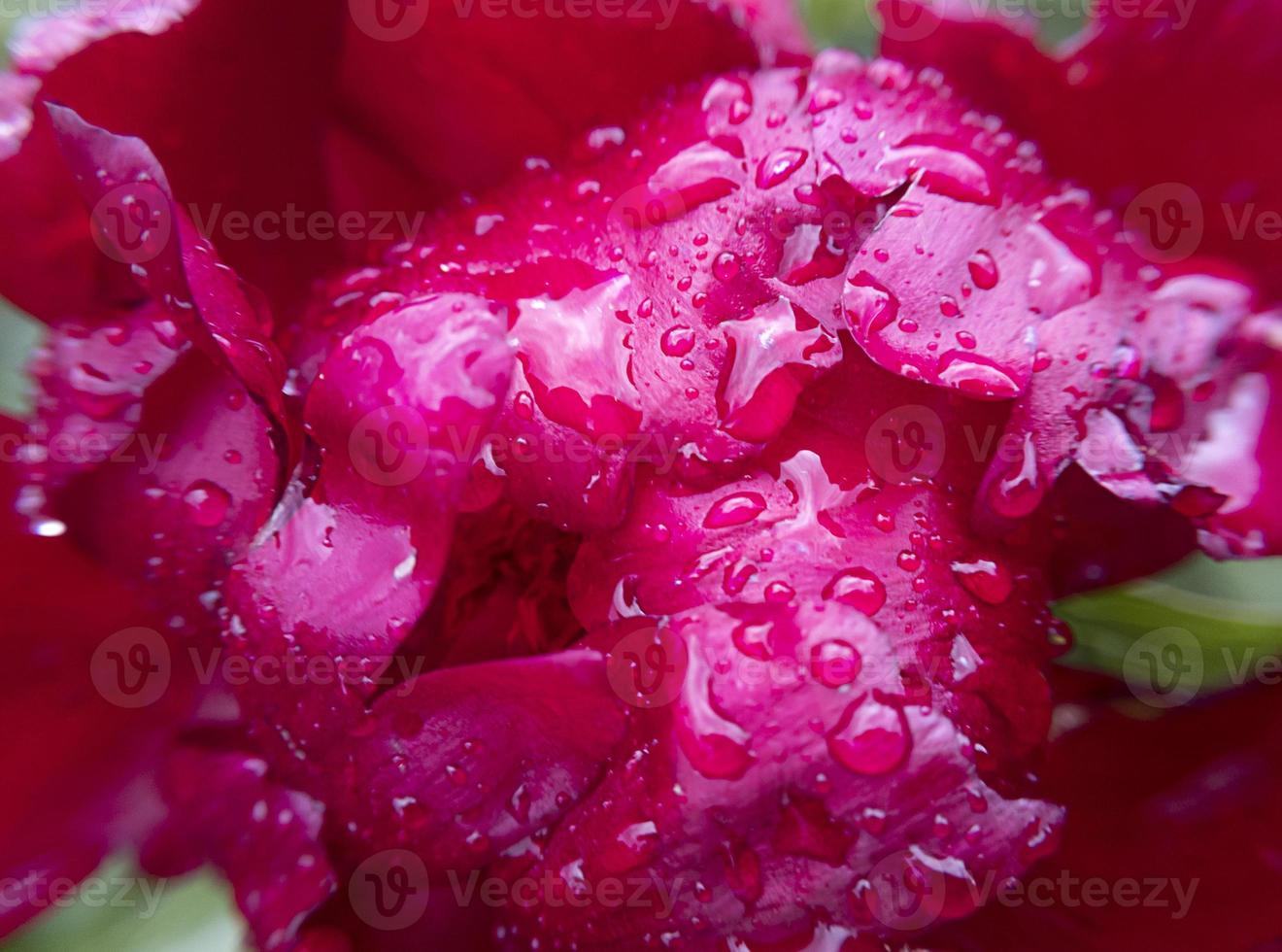 makro röd pion blommaknopp med regndroppar på den stock photo foto