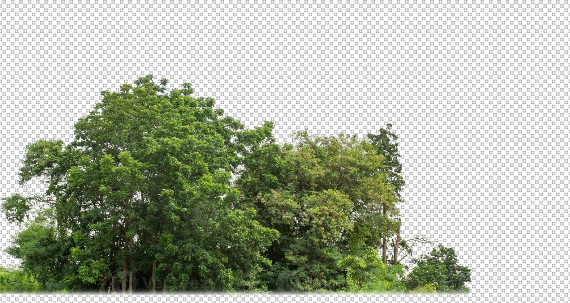 grön träd isolerat på transparent bakgrund skog och sommar lövverk för både skriva ut och webb med skära väg och alfa kanal foto