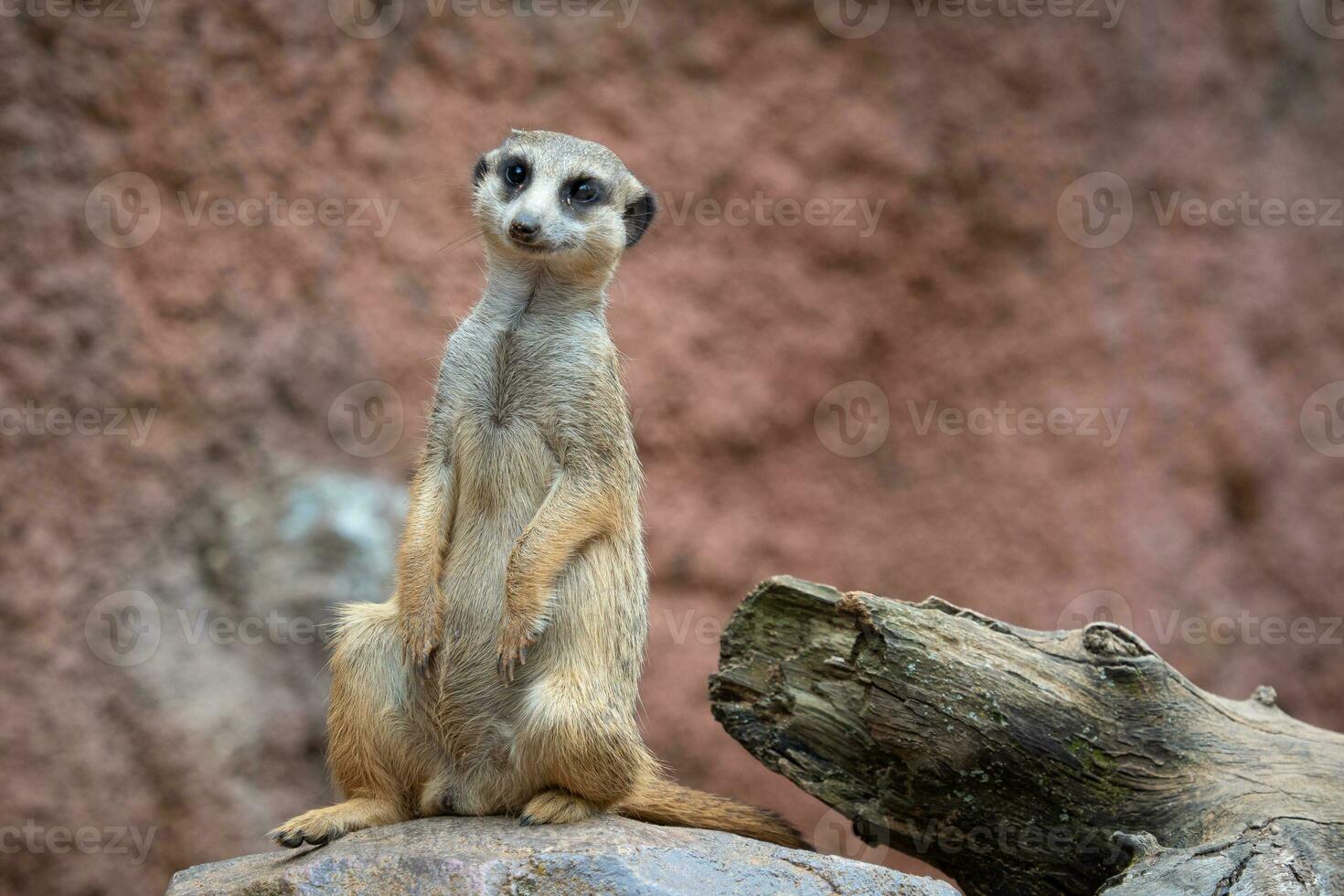 suricata stående på en vakt. nyfiken meerkat suricata suricatta. foto