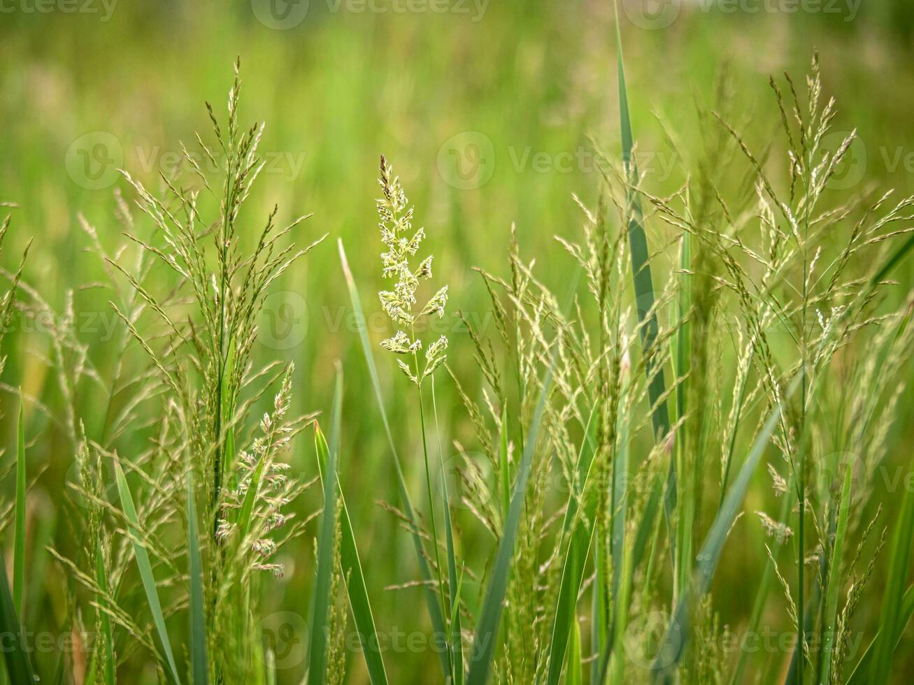 närbild av gräs blommande i en äng foto