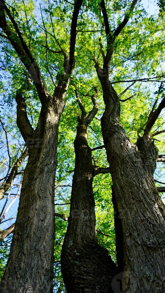 trädstam i skogen foto