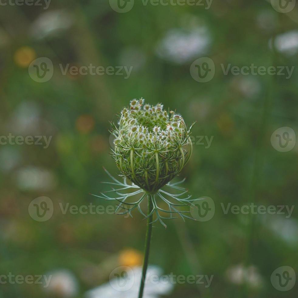 vacker grön blomma växt under vårsäsongen foto