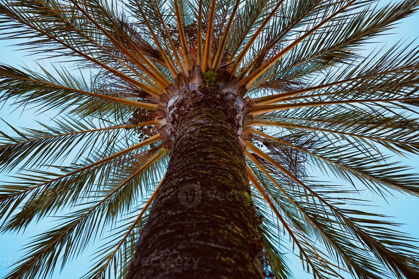 palmträd i naturen foto