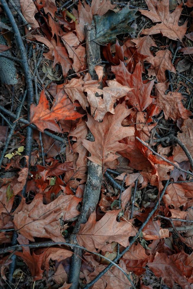 torra bruna löv och trädgrenar foto
