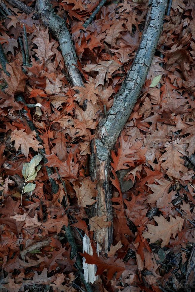torra bruna löv och trädgrenar foto