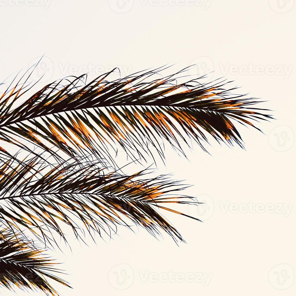 palmträd lämnar abstrakt bakgrund foto