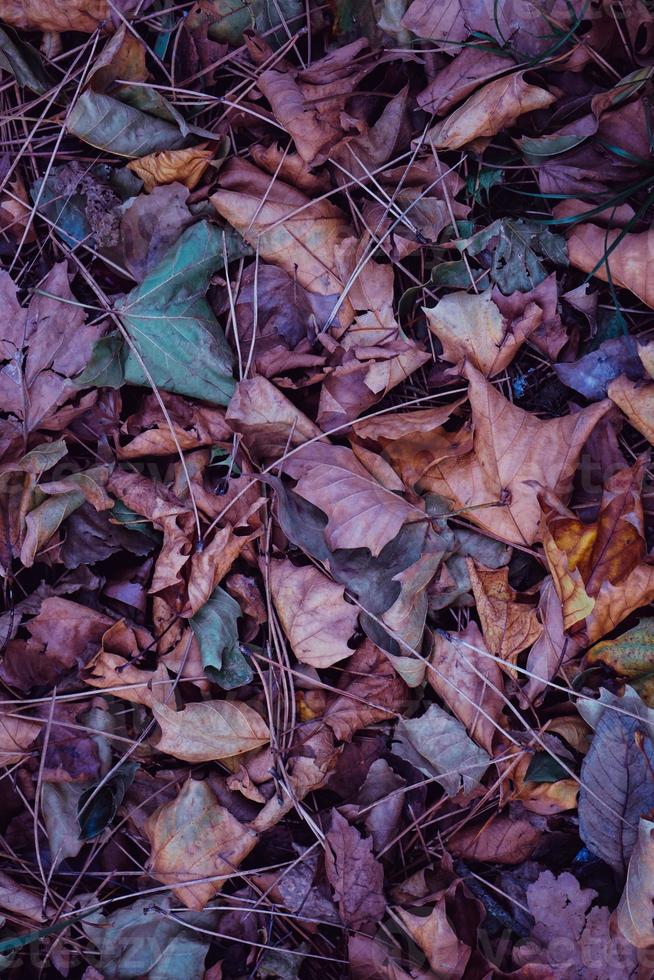 mångfärgade torra löv på marken foto