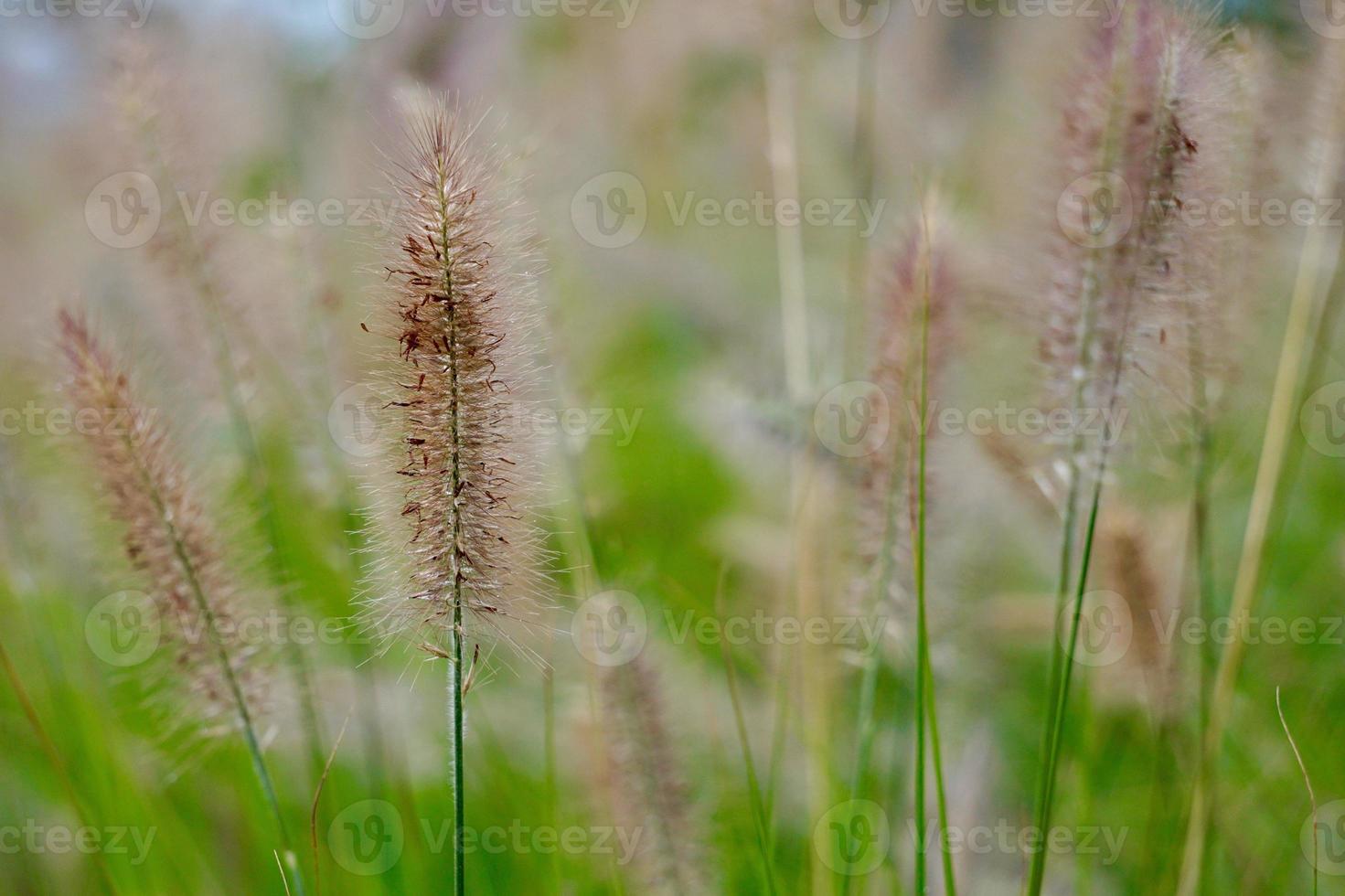 vit blomma växt på våren foto