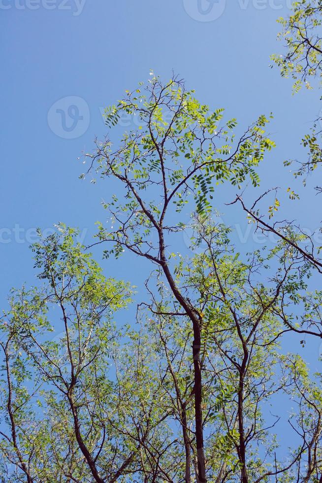 trädgrenar och blå himmel foto