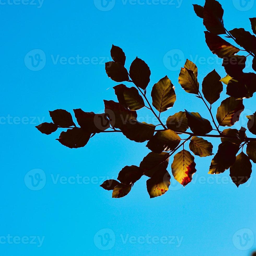 gröna trädblad och blå himmel foto